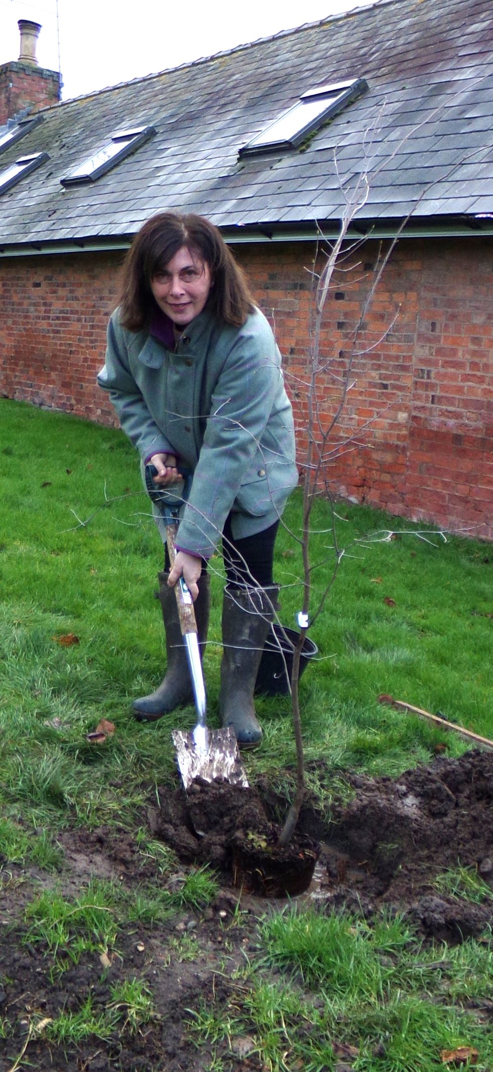 Fiona Staples planting the Chinese hornbeam